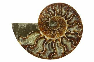 Cut & Polished Ammonite Fossil (Half) - Madagascar #354143