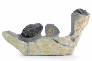 Cluster Of Three Hollardops Trilobites - Ofaten, Morocco #356898