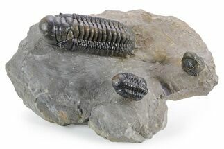 Colorful Crotalocephalina Trilobite with Reedops #356899