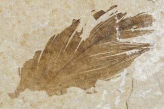 Detailed Fossil Feather - Green River Formation, Wyoming #356994