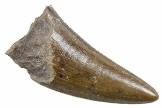 Serrated, Fossil Theropod (Richardoestesia) Tooth - Montana #357005