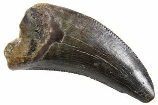 Serrated, Dromaeosaurid Theropod (Acheroraptor?) Tooth - Montana #357009