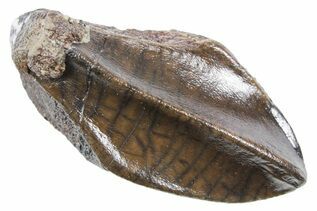 Premium Specimens For Sale