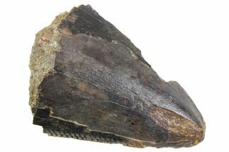 Serrated, Fossil Tyrannosaur (T rex) Partial Tooth Tip - Wyoming #357033