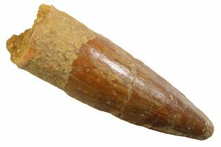 Juvenile Fossil Spinosaurus Tooth - Real Dinosaur Tooth #354814