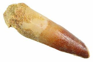 Juvenile Fossil Spinosaurus Tooth - Real Dinosaur Tooth #354828