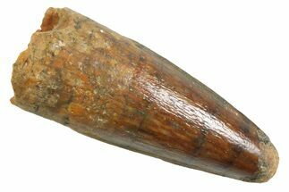 Juvenile Fossil Spinosaurus Tooth - Real Dinosaur Tooth #354831