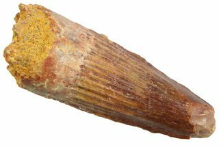 Juvenile Fossil Spinosaurus Tooth - Real Dinosaur Tooth #354833