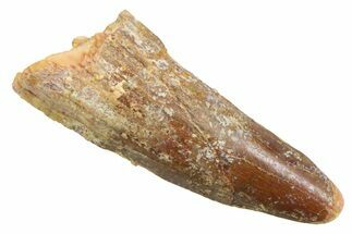 Juvenile Fossil Spinosaurus Tooth - Real Dinosaur Tooth #354836
