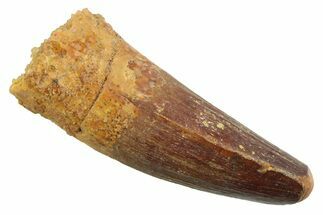 Juvenile Fossil Spinosaurus Tooth - Real Dinosaur Tooth #354842