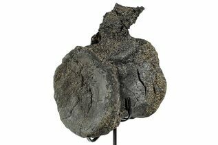 Dinosaur Fossils For Sale