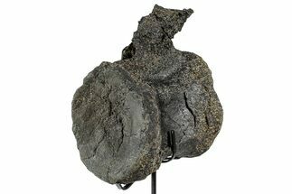 Fossil Theropod Dinosaur (Allosaurus) Vertebra - Wyoming #357042