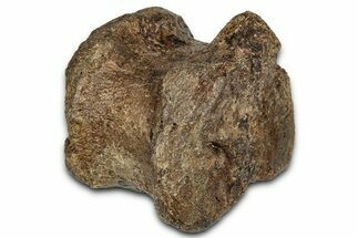 Hadrosaur (Edmontosaurus) Caudal Vertebra Centrum - Wyoming #357058