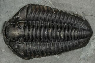 Calymene Niagarensis Trilobite Fossil - New York #357066