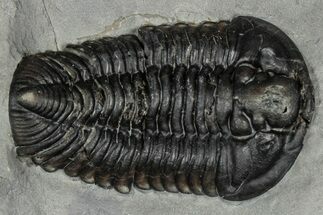 Calymene Niagarensis Trilobite Fossil - New York #357072