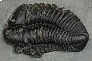 Calymene Niagarensis Trilobite Fossil - New York #357086