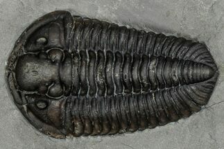 Calymene Niagarensis Trilobite Fossil - New York #357091