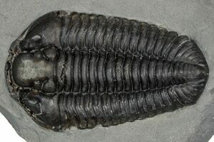 Huge Greenops Widderensis From Arkona (#4682) For Sale - FossilEra.com