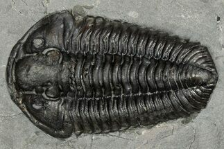 Calymene Niagarensis Trilobite Fossil - New York #357097