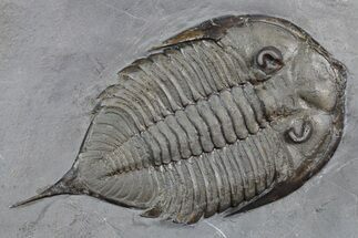 Dalmanites Trilobite Fossil - New York #357126