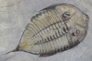 Dalmanites Trilobite Fossil - New York #357128