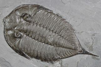 Dalmanites Trilobite Fossil - New York #357135