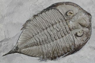 Dalmanites Trilobite Fossil - New York #357137