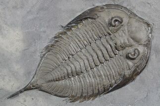 Dalmanites Trilobite Fossil - New York #357142
