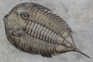 Dalmanites Trilobite Fossil - New York #357143