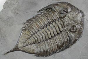 Huge Greenops Widderensis From Arkona (#4682) For Sale - FossilEra.com
