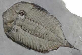 Dalmanites Trilobite Fossil - New York #357149