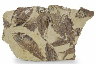 Fossil Fish (Gosiutichthys) Mortality Plate - Wyoming #357155