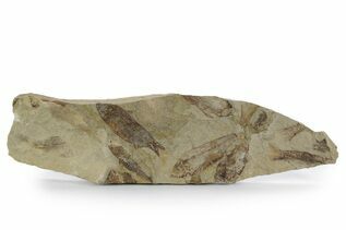 Premium Specimens For Sale