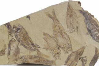 Fossil Fish (Gosiutichthys) Mortality Plate - Wyoming #357169