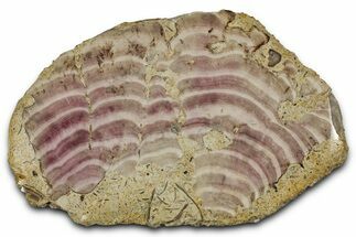 Polished Jurassic Fossil Sponge (Solenopora) - England #357117