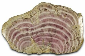 Polished Jurassic Fossil Sponge (Solenopora) - England #357119