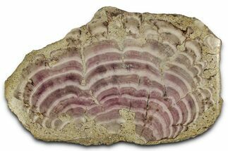 Polished Jurassic Fossil Sponge (Solenopora) - England #357122