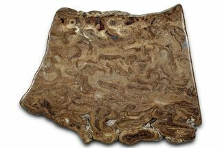Polished Fossil Stromatolite (Chlorellopsis?) Slab - Wyoming #357275