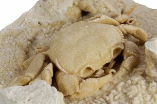 Fossil Crab (Potamon) Preserved in Travertine - Turkey #351025