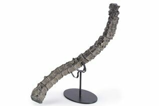 Premium Specimens For Sale