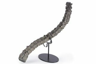 Fossil Ichthyosaur (Ichthyosaurus) Vertebra String - England #357344