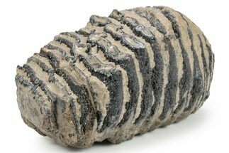 Southern Mammoth Upper M Molar - Hungary #357048