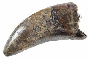 2 1/2 Inch Daspletosaurus Tooth, T-Rex Relative (#4551) For Sale