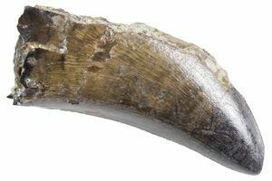 T-Rex Tooth Fragment (#6956) For Sale - FossilEra.com