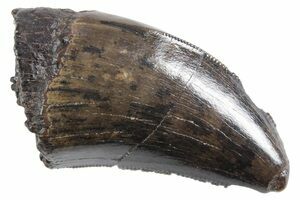 T-Rex Tooth Fragment - Serrated Edge (#6954) For Sale - FossilEra.com