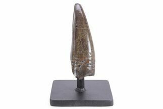 Robust, Serrated Tyrannosaurus (T rex) Tooth - Montana #355461