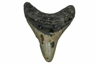 Juvenile Megalodon Tooth - North Carolina #355865