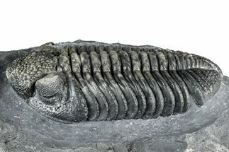 Prone Phacopid (Drotops) Trilobite - Mrakib, Morocco #357345