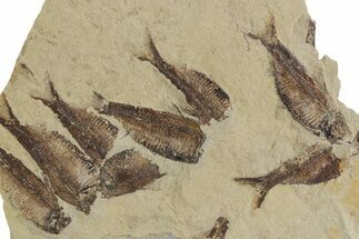 Fossil Fish (Gosiutichthys) Mortality Plate - Wyoming #357179