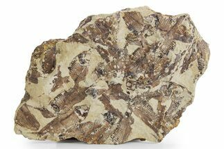 Fossil Fish (Gosiutichthys) Mortality Plate - Wyoming #357183